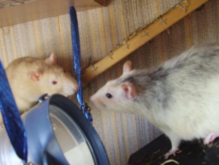 mes ratounes